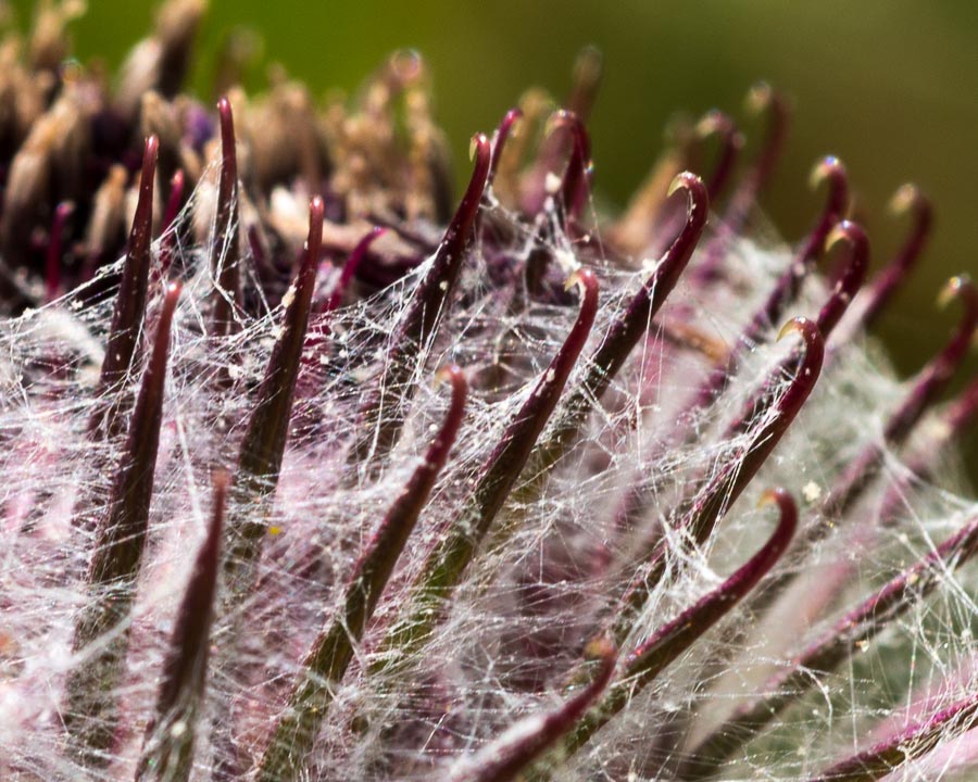 Arctium nemorosum / Bardana selvatica